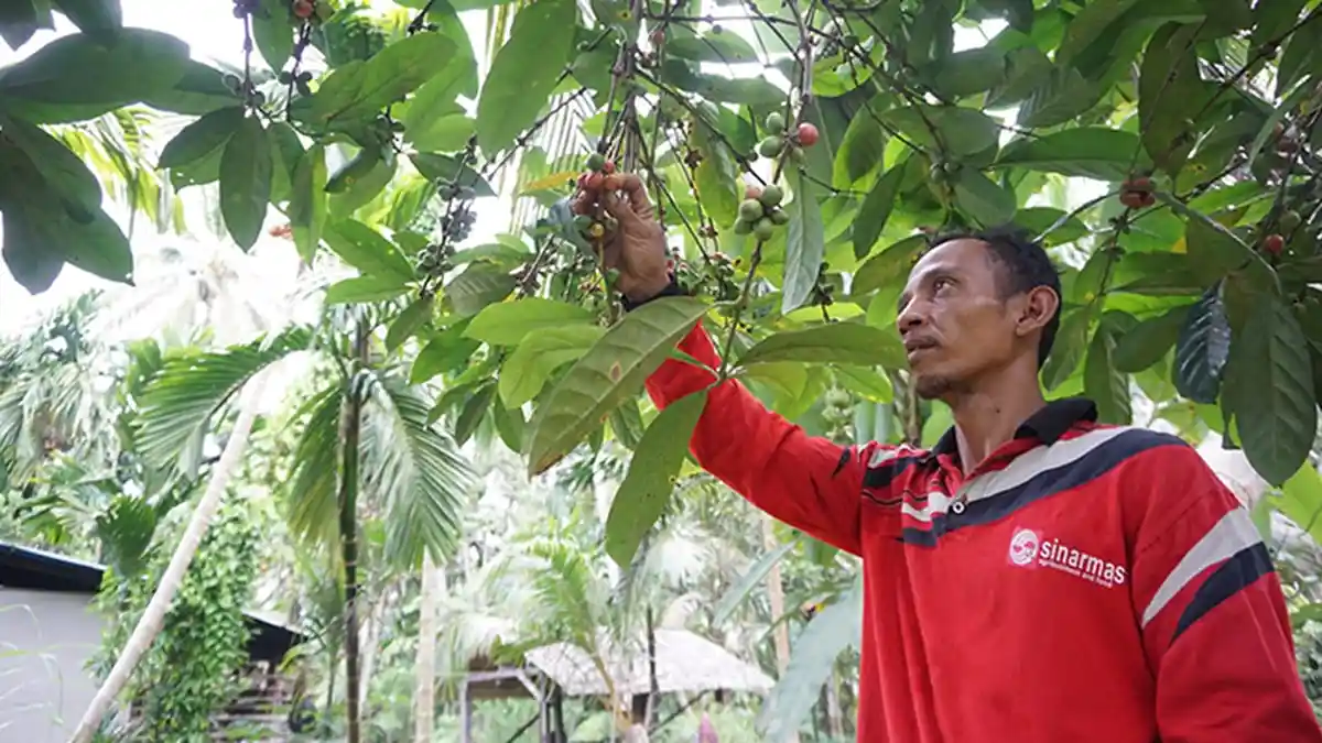 Membangkitkan Aroma Liberica di Negeri Seribu Parit