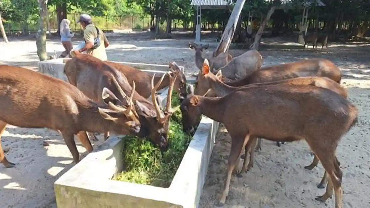 Penangkaran Rusa Sambar Berhasil Dikembangbiakkan di Damar Belitung Timur