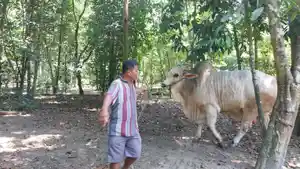 20260511-sapi-brama.jpg