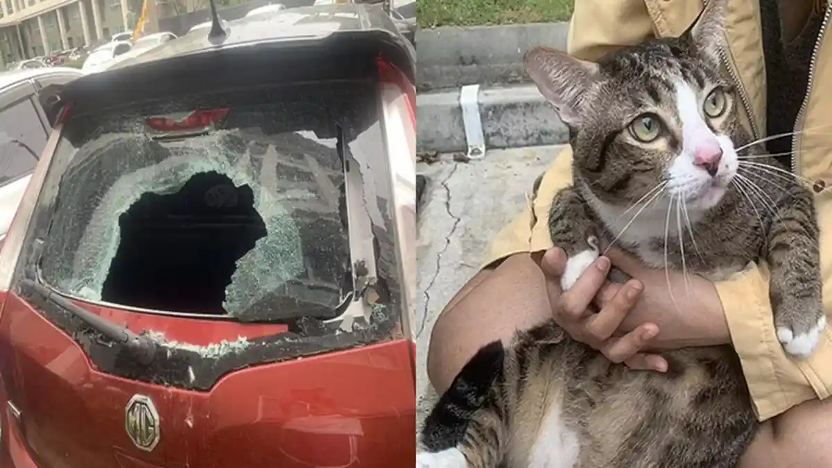 VIRAL Pria Kaget Lihat Kaca Mobilnya Pecah, Rupanya Tertimpa Kucing Seberat 9 Kg Jatuh dari Lantai 6