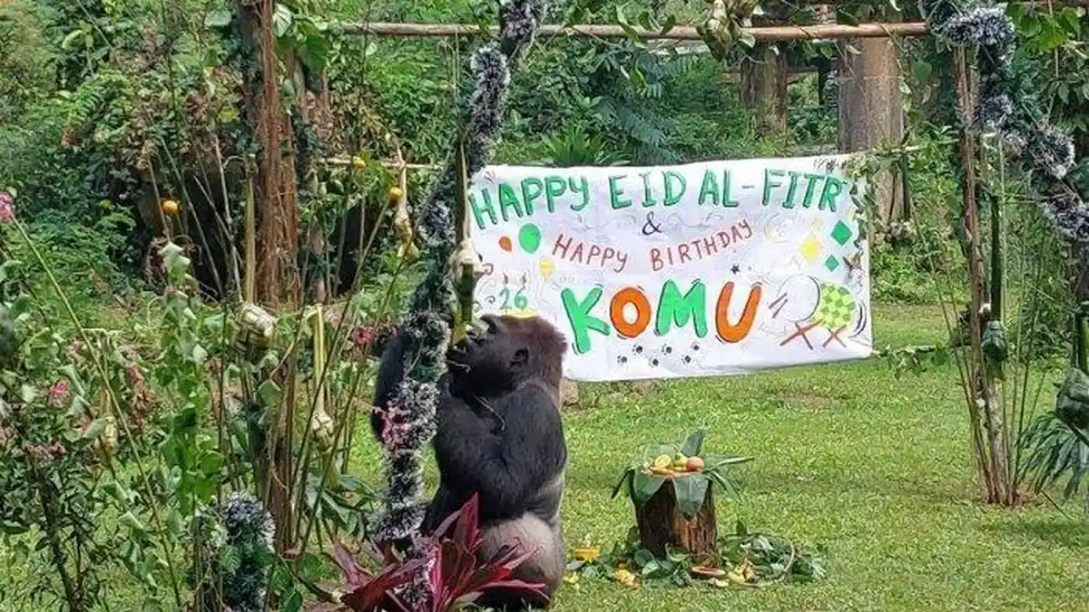 Jadwal Pemberian Makan Hewan di TM Ragunan, 26 Desember - 1 Januari 2025, Ada Harimau Sumatera