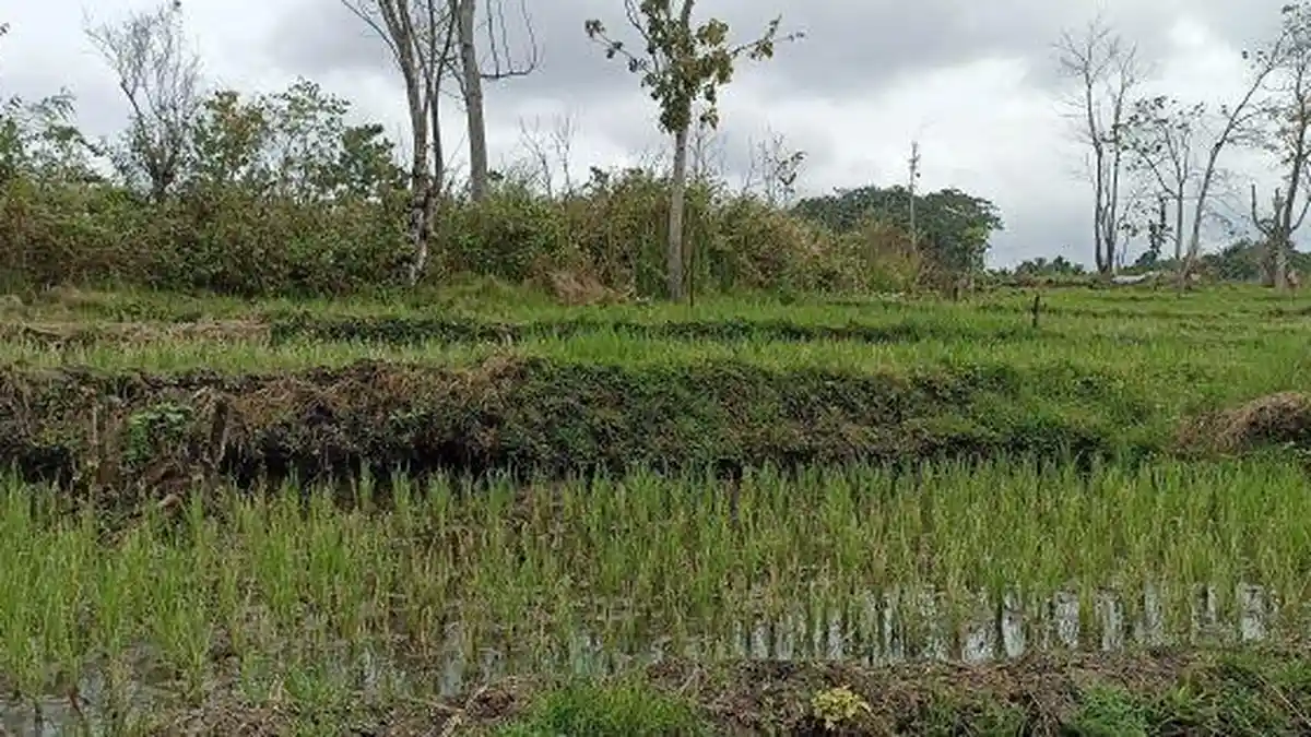 Tanaman Padi Milik Petani di Bangka Kantar Manggarai Timur Diserang Hama Putih 