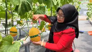 Pengunjung-memetik-melon-langsung-dari-tan.jpg