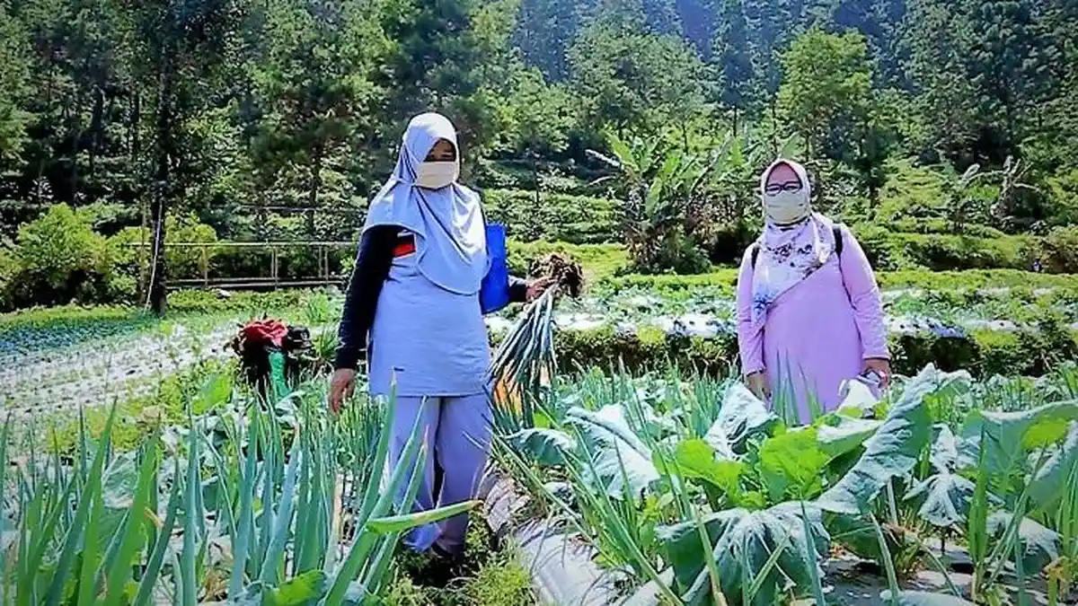 Tegal Tawarkan Wisata Petik Sayur Langsung dari Petani
