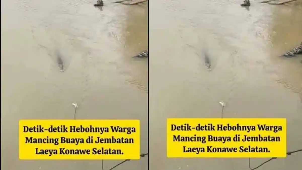 MOMEN Warga Asik Pancing Buaya di Jembatan Konawe Selatan, Umpan Daging Ayam: Kejar, Lepas, Tarik