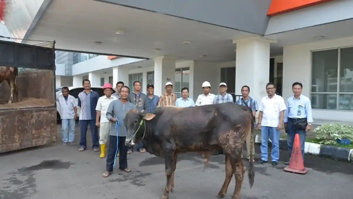 Faktor Mengapa Mata Sapi Kadang Berwarna Merah dan Solusinya