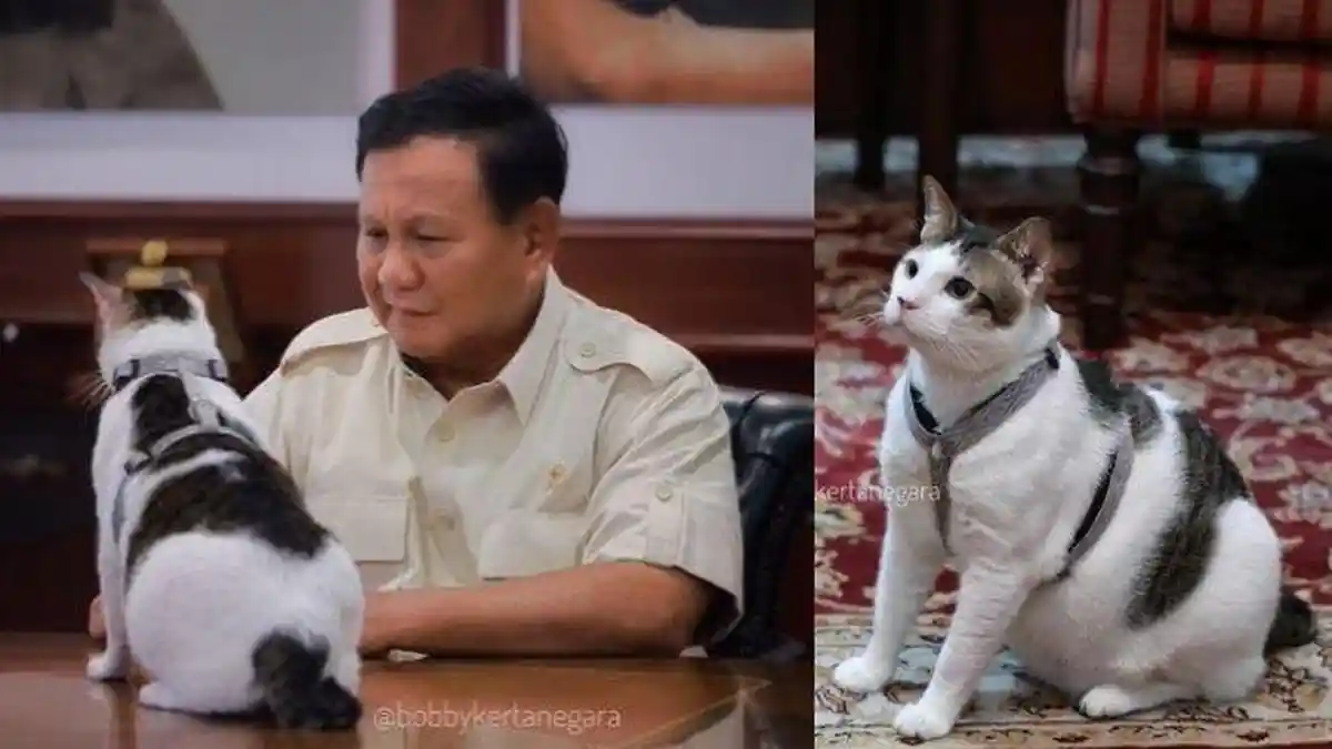Kucing Kesayangan Prabowo, Bobby Kertanegara Diboyong Ke Istana Negara, Telah Disiapkan Kamar