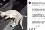 21-kucing-mendadak-mati-di-wilayah-Sunter-Muara-Tanjung-Priok-Jakarta-Utara.jpg