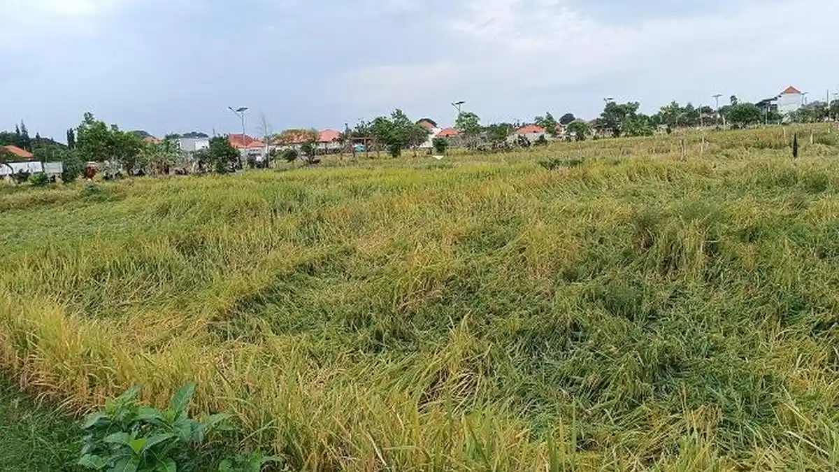Cuaca Ekstrem, 25,58 Ha Persawahan Terdampak, Dinas Pertanian Denpasar Klaim Asuransi Telah Diajukan