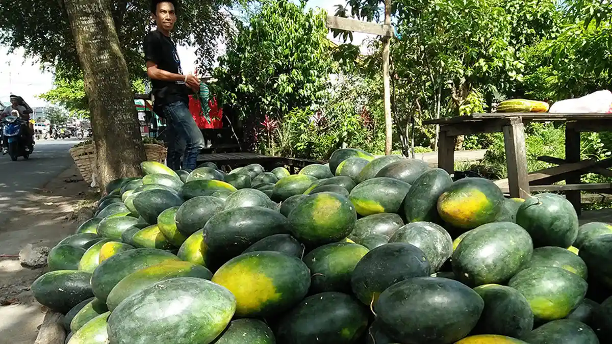 Semangka Inul Diburu Konsumen, Pedagang Raup Omzet Rp 1 Jutaan Per Hari