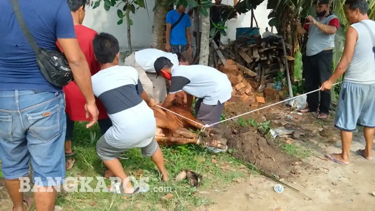 Jelang Idul Adha Kebutuhan Sapi di Bangka Belitung Mencapai 3.000 dan Kambing 6.000