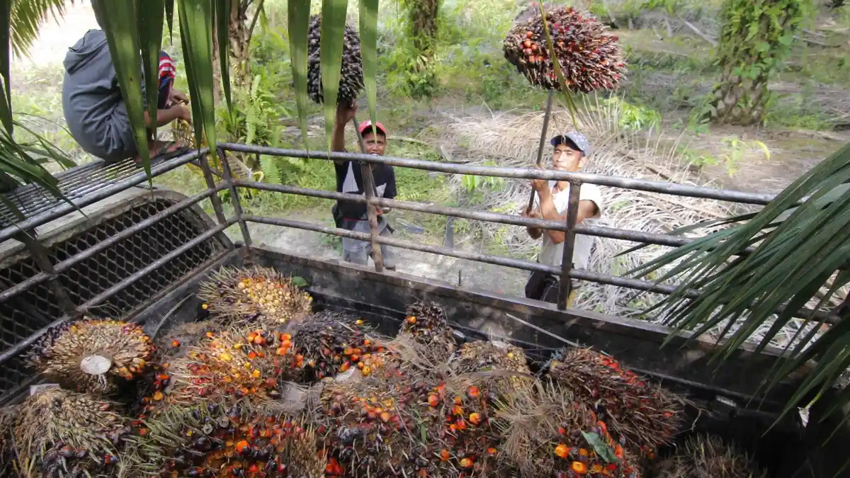 Manajemen PT CAK Kubar Bantah Usir Paksa 45 Buruh Perkebunan Kelapa Sawit