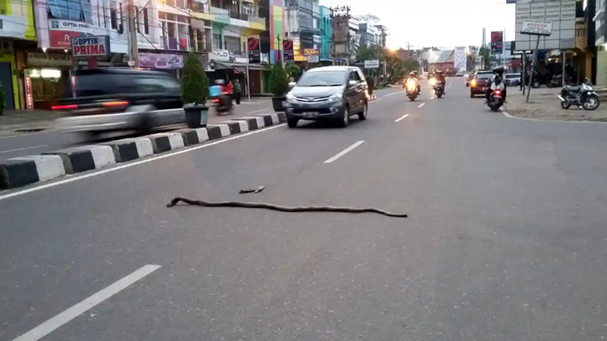Ular Kobra Sepanjang Dua Meter Muncul di Pemukiman Warga