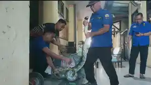 SANCA-KEMBANG-Ular-piton-kedua-yang-dievakuasi-personel-Damkar-Satpol-PP.jpg