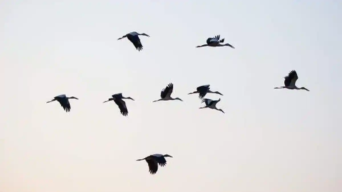Penyebab Burung Terbang Tidak Pernah Tabrakan, Pakai Formasi Huruf V