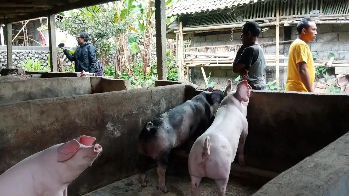 Harga Babi Mulai Merangkak Naik, Sang Putu Adil: Bukan Hanya Jelang Galungan