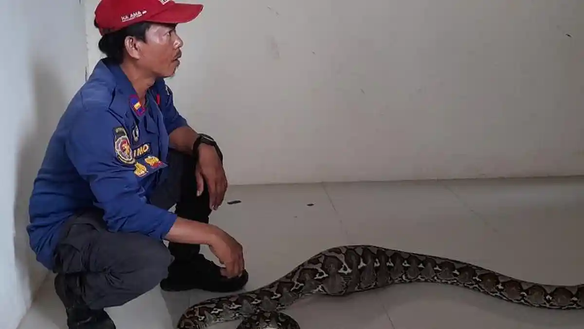 Mengenal 3 Jenis Ular Piton Bisa Mangsa Manusia, Jenis, Ukuran, dan Alasan di Balik Serangan Langka