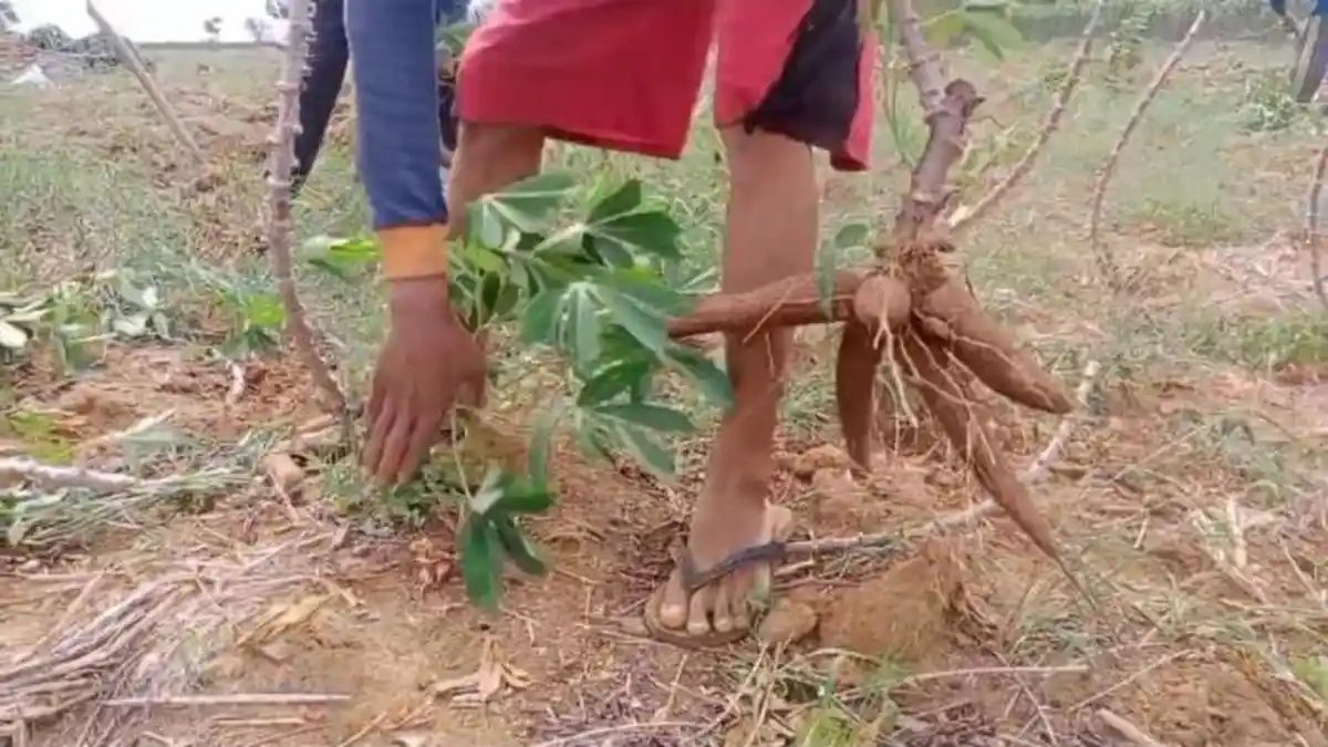 Harga Singkong Terus Menguat, Petani Lampung Tengah Rasakan Dampak Positif