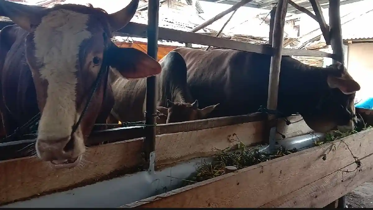 Ciri-ciri Hewan Kurban yang Sehat Untuk Kurban Pada Hari Raya Idul Adha