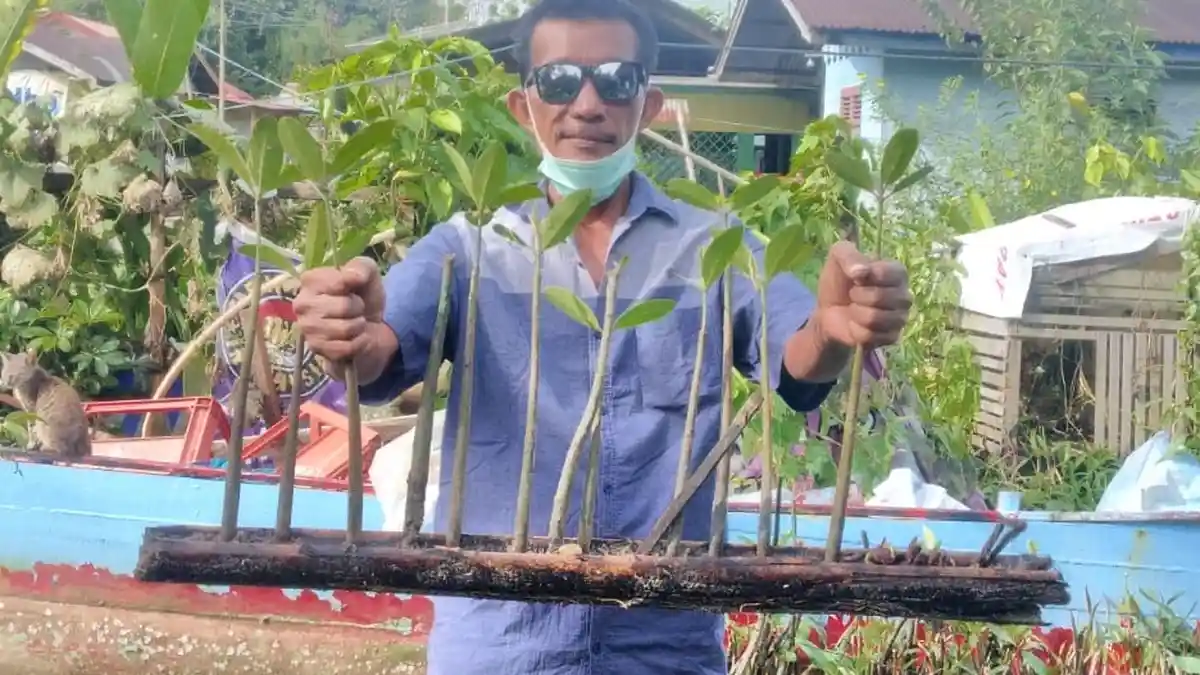 Pak Bitel, Peraih Kalpataru dari Simeulue, Punya Cara Unik dalam Pembibitan Bakau - bitel.jpg
