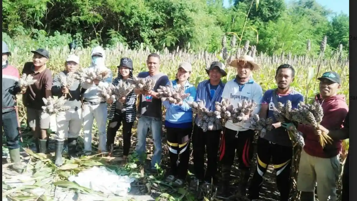 Pemerintah Kecamatan LAUT Matim Panen Raya Sorgum di Kebun Contoh