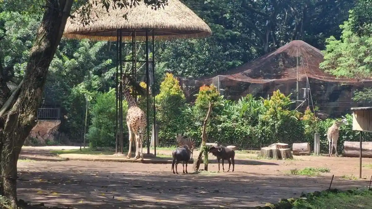Geger, 2 Arca Bersejarah Kerajaan Pajajaran di Kebun Binatang Bandung Dilaporkan Hilang - Tribunjabar.id