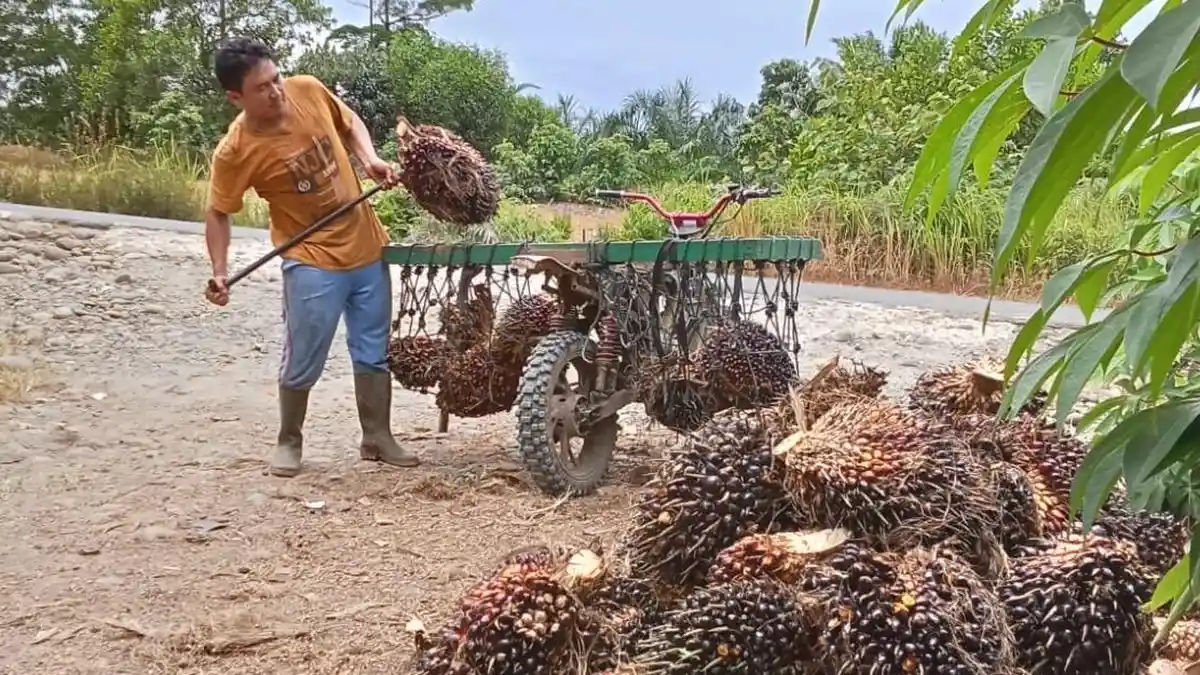 Harga TBS Sawit di Mukomuko Bengkulu Turun Lagi, Berikut Daftar Harga Terbaru
