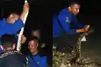 Piton 3 Meter Nyaris Masuk Rumah Warga di Semanding Tuban, Tak Berkutik Saat Ditangkap