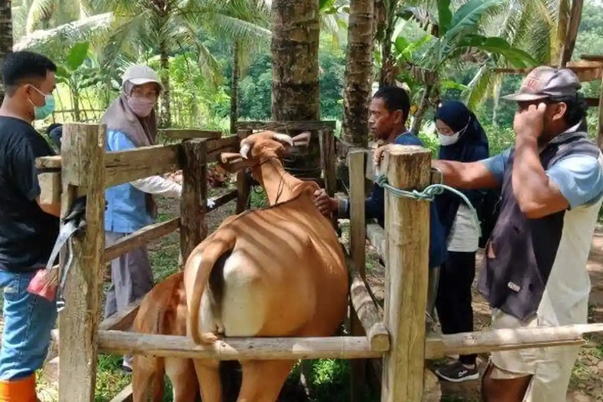 BREAKING NEWS: PMK Merebak di Sulsel, 67 Sapi di Sinjai Terinfeksi