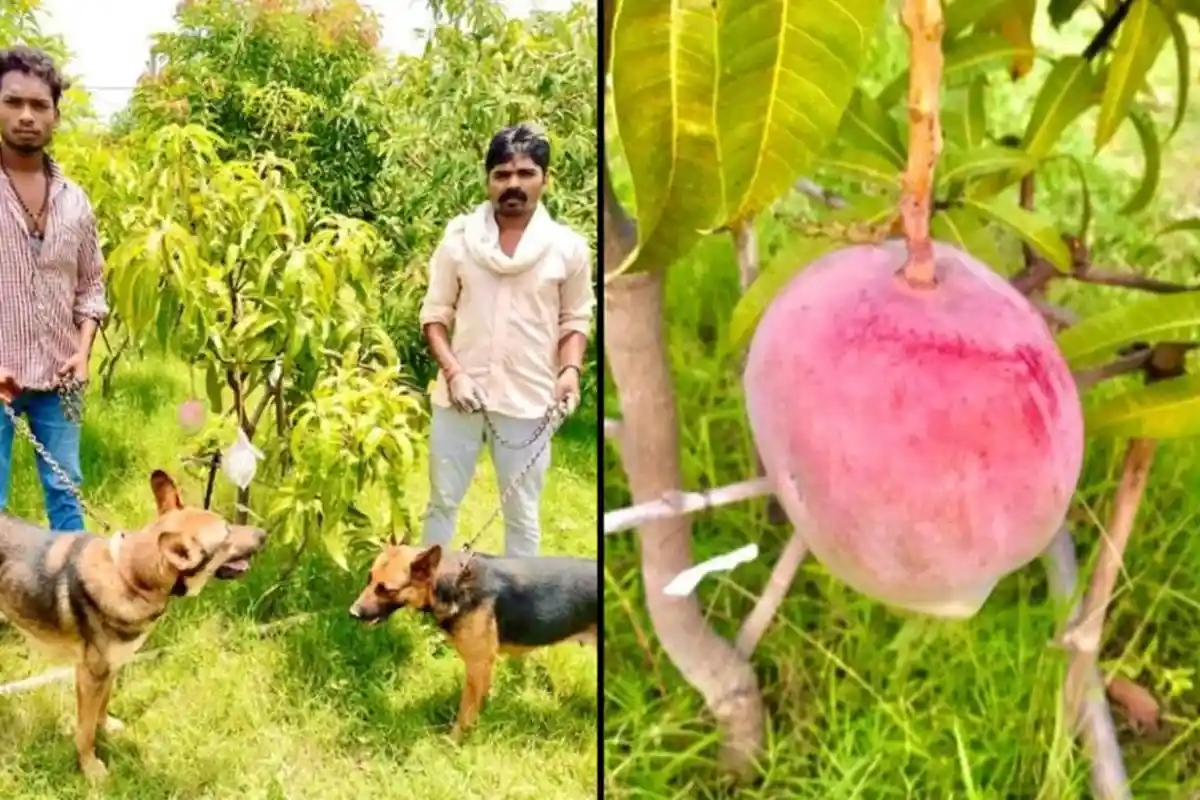 Tak Sengaja Tanam Pohon Mangga Termahal di Dunia hingga Berbuah, Pemuda Ini Langsung Kaya Mendadak