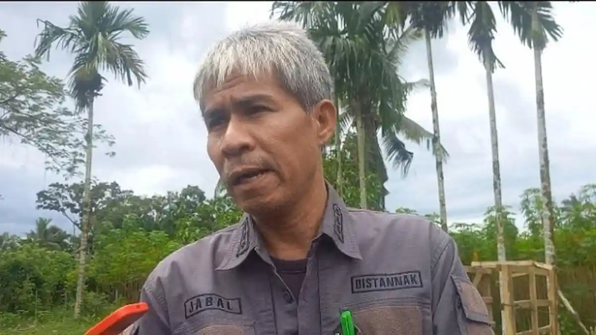 H-5 Hari Raya Idul Adha 2023, Sapi Kurban Jokowi di Sultra Bakal di Bawa ke Pasar Wajo Buton