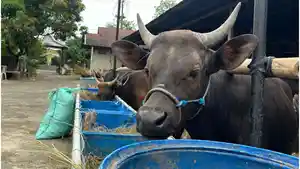 Chaidir-Syam-sapi-kurban.jpg
