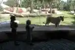 Berlibur di Bali Zoo saat Pandemi Covid-19