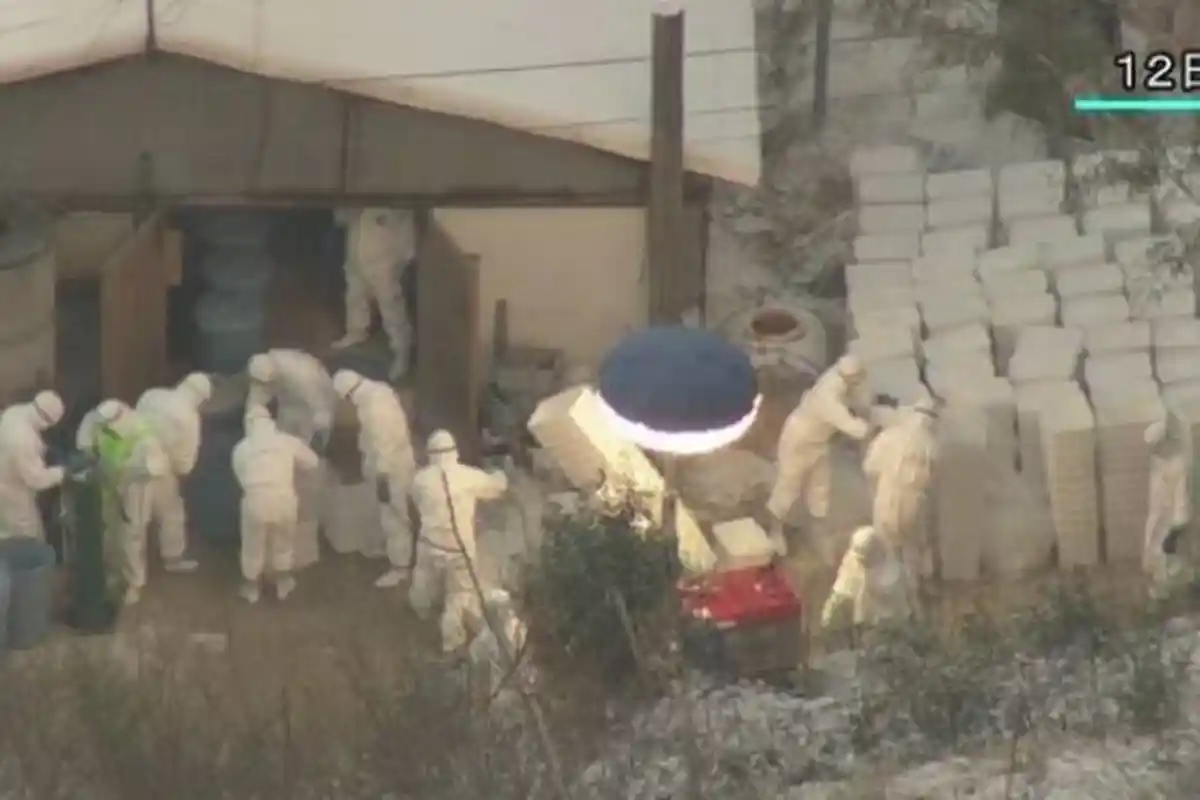 Kasus Pertama Flu Burung H3N8 Terdeteksi pada Manusia, Terjangkit pada Anak Berusia 4 Tahun di China