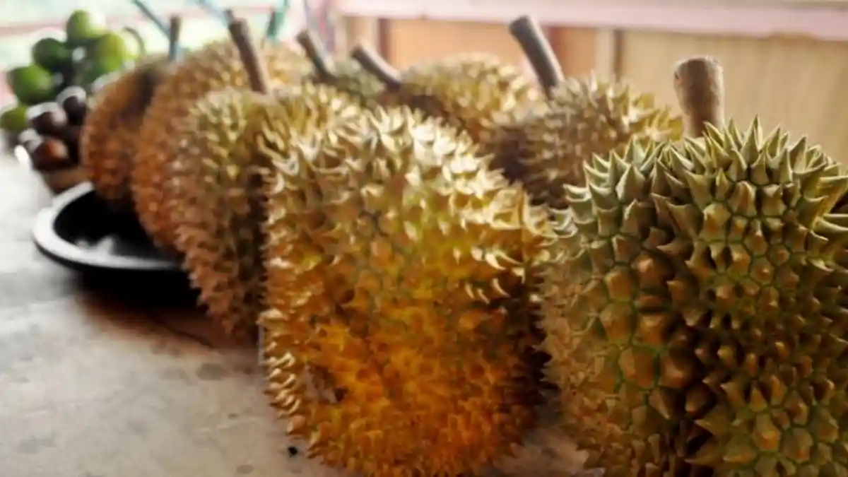 Otong, Durian Mantap dari Kampung Inggris