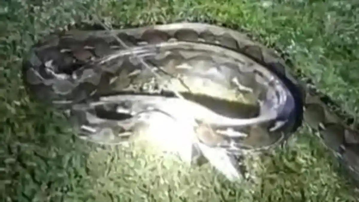Ular Piton 6 Meter Ditebas Warga saat Hendak Masuk Rumah di Lenggo Polman