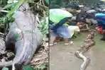 Ular-piton-di-Sulawesi-jkembali-Memangsa-Manusia-Teranyar-Nenek-Maga-Ditelan-di-Kebun.jpg