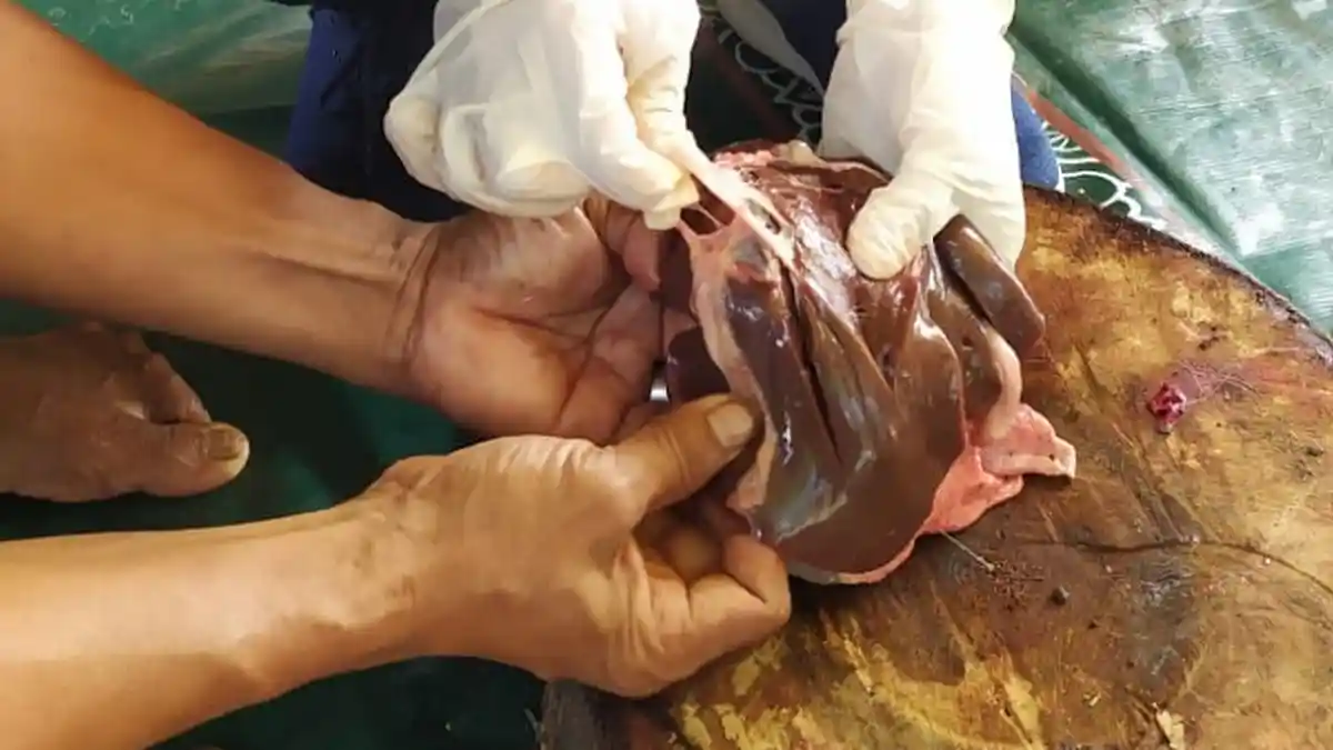 Sudin KPKP Jakarta Timur Temukan Cacing Pita Pada Organ Hati Sapi di 6 Kecamatan