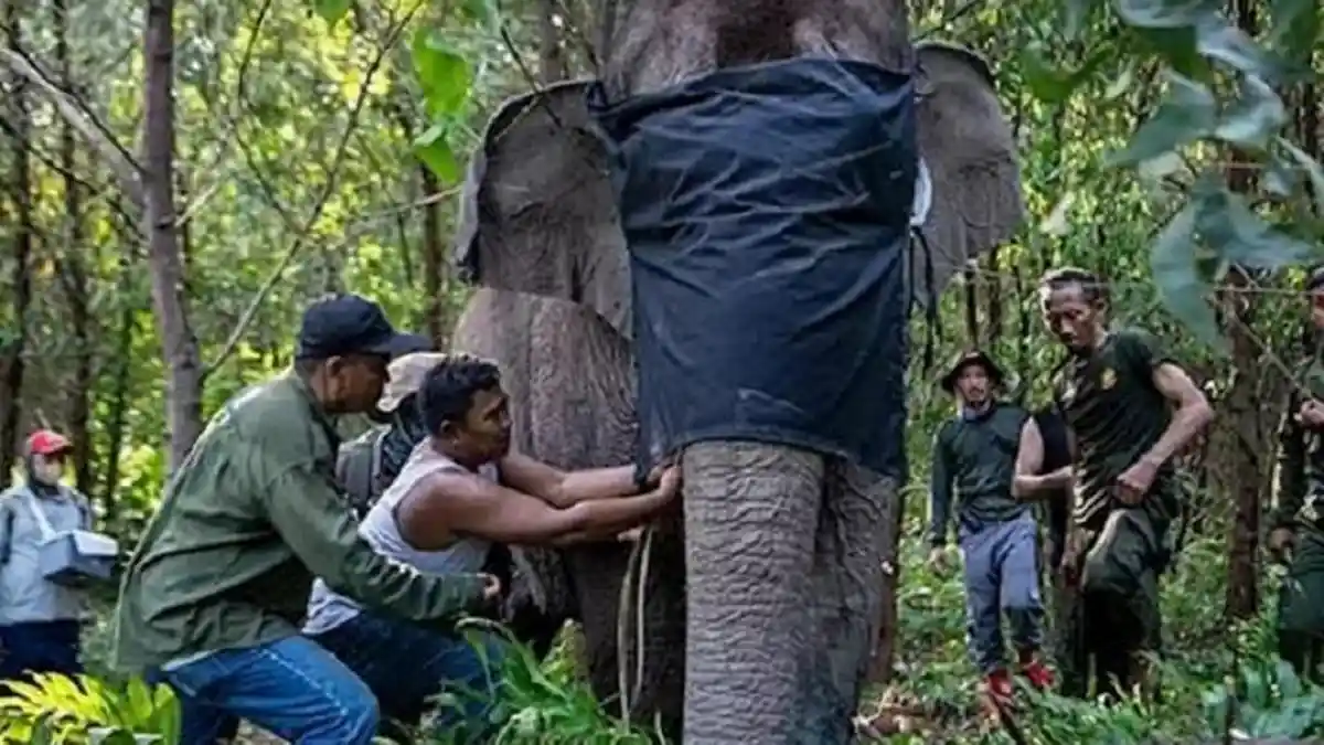 Upaya Perlindungan Satwa Liar Langka Seperti Orang Utan dan Gajah Sumatera Terus Ditingkatkan