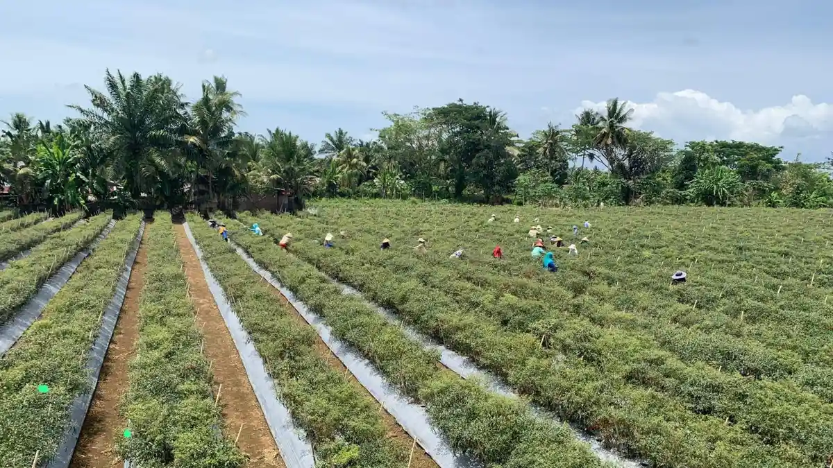 Harga Cabai Merah di Seluma Bengkulu Beranjak Naik