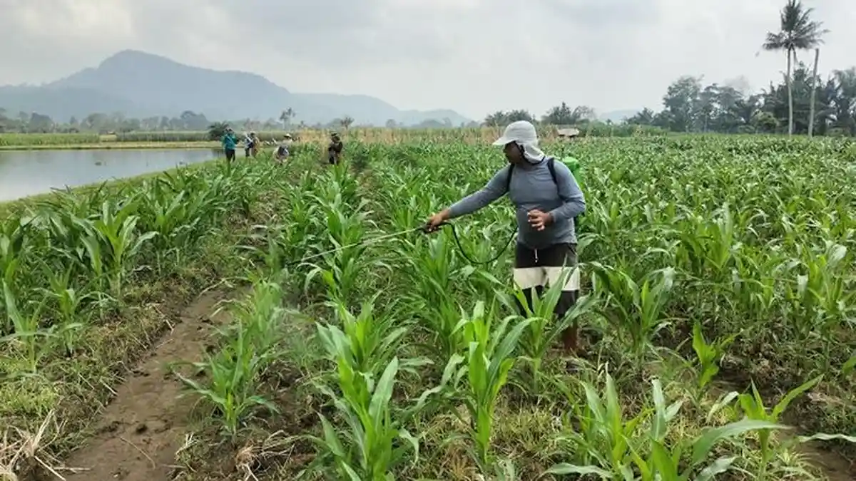Update Harga Jagung Hari Ini, Selasa 19 September 2023 di Musi Rawas, Naik Rp 300 per Kilogram