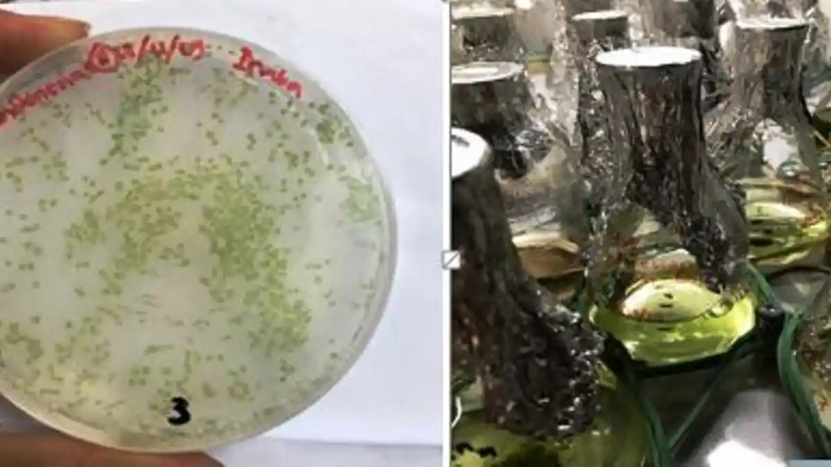 Peneliti UGM Kembangkan Mikroalga untuk Bahan Bakar Biojet
