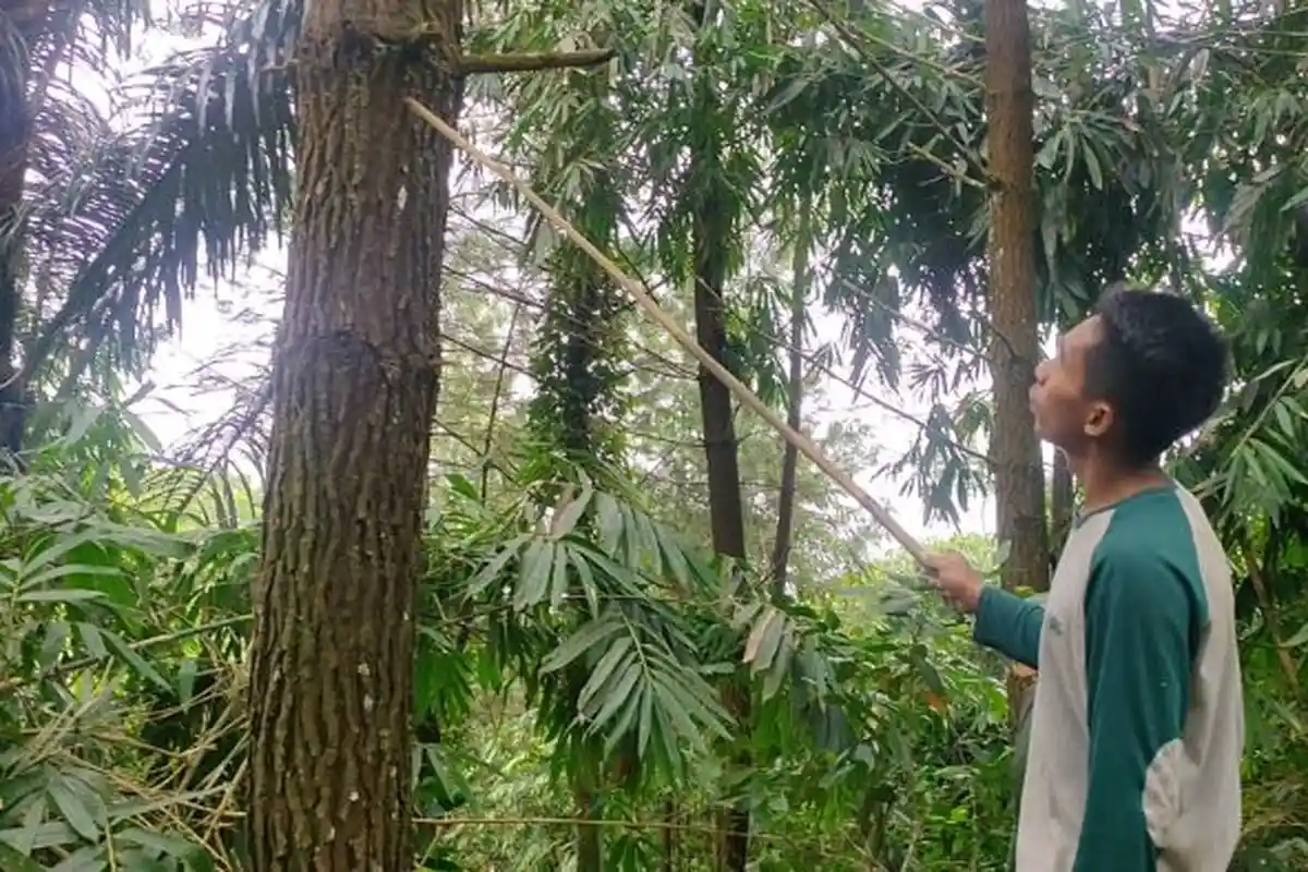 Somantri Lihat Macan Tutul di Perkebunan Majalengka, Dikejar dengan Anjing, Lari ke Semak-semak