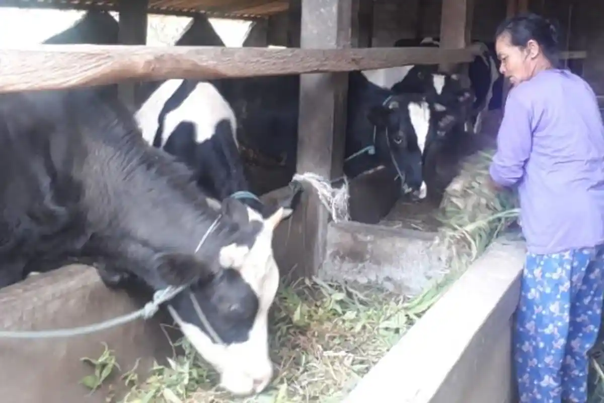 Kekeringan Parah Hantam Desa di Boyolali ini, Miris, Warga Sampai Harus Jual Sapi Demi Beli Air