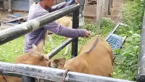 Petugas-peternakan-sinjai-timur-melakukan-pemberian-vitamin-ke-sapi.jpg