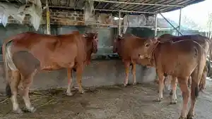Stok-hewan-kurban-sapi-di-Berkah-Mandiri-Farm-Sukabumi.jpg