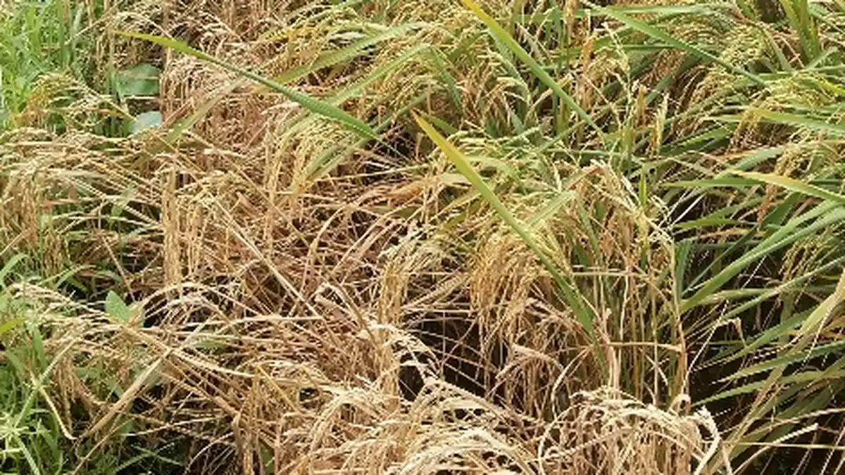 Petani di Kelapa Sebut Penyakit Asai Karena Hama Wereng