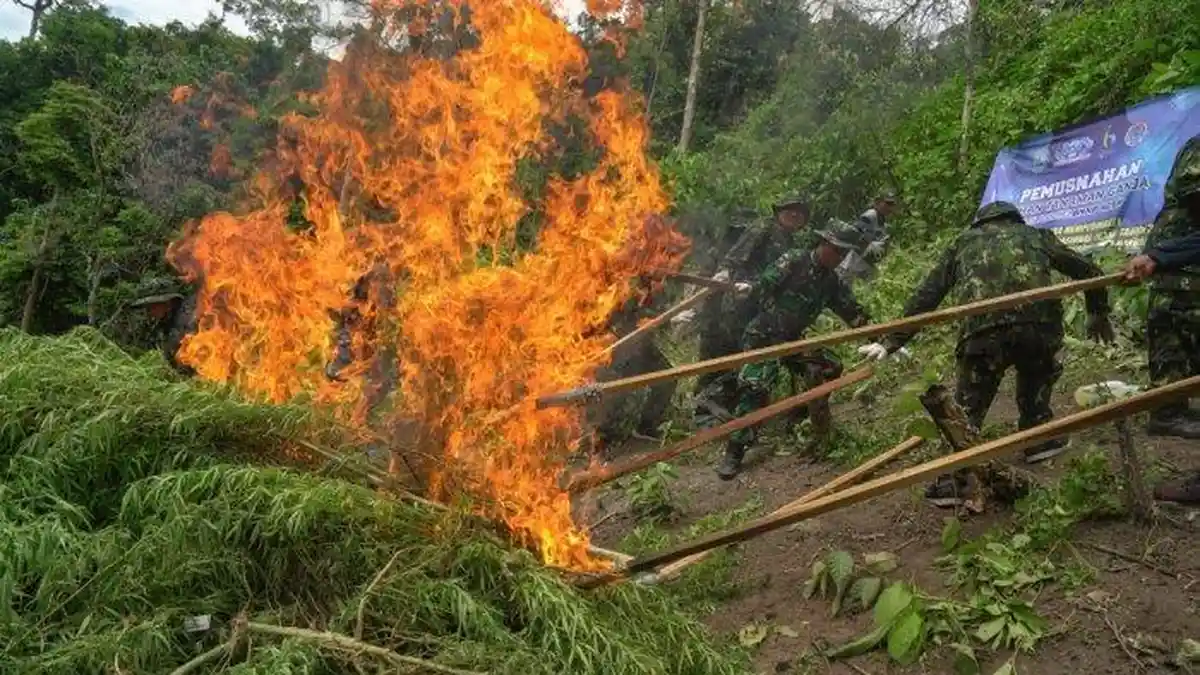 BRAT BEREH, BNNP Aceh Musnahkan 2,5 Hektare Ladang Ganja