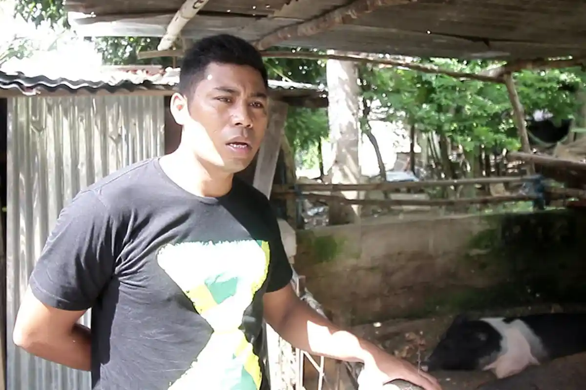 Babi Mati Mendadak, Warga Minta Penjelasan Dinas Peternakan Sumtim