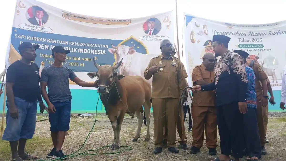 Pemkab Mimika Menyalurkan 45 Sapi Kurban Kepada Masjid Hingga Ikatan Kerukunan